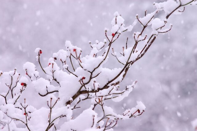 ”大雪”